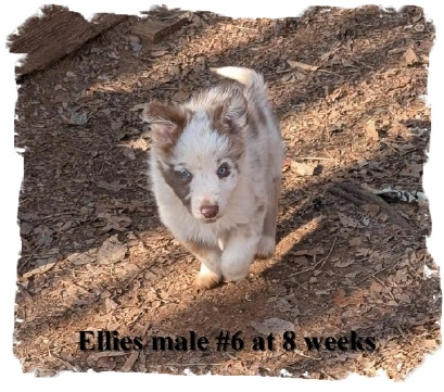ABCA Red Merle male Border Collie out of working stock